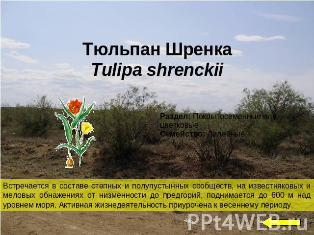 Тюльпан ШренкаTulipa shrenckiiВстречается в составе степных и полупустынных сообществ, на известняковых и меловых обнажениях от низменности до предгорий, поднимается до 600 м над уровнем моря. Активная жизнедеятельность приурочена к весеннему периоду.