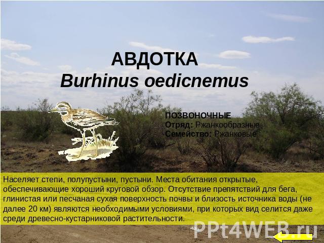 АВДОТКА Burhinus oedicnemus Населяет степи, полупустыни, пустыни. Места обитания открытые, обеспечивающие хороший круговой обзор. Отсутствие препятствий для бега, глинистая или песчаная сухая поверхность почвы и близость источника воды (не далее 20 …