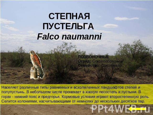 СТЕПНАЯ ПУСТЕЛЬГА Falco naumanniНаселяет различные типы равнинных и всхолмленных ландшафтов степей и полупустынь. В небольшом числе проникает в южную лесостепь и пустыни. В горах - нижний пояс и предгорья. Кормовые условия играют второстепенную роль…