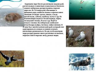 Баренцево море богато различными видами рыб, растительным и животным планктоном
