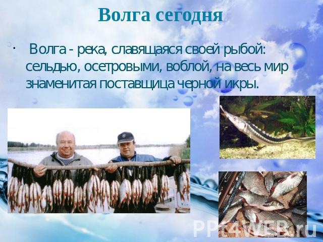 Волга сегодня Волга - река, славящаяся своей рыбой: сельдью, осетровыми, воблой, на весь мир знаменитая поставщица черной икры.