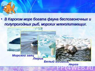 В Карском море богата фауна беспозвоночных и полупроходных рыб, морских млекопит