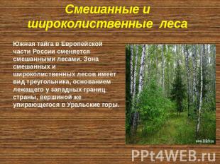 Смешанные и широколиственные леса Южная тайга в Европейской части России сменяет