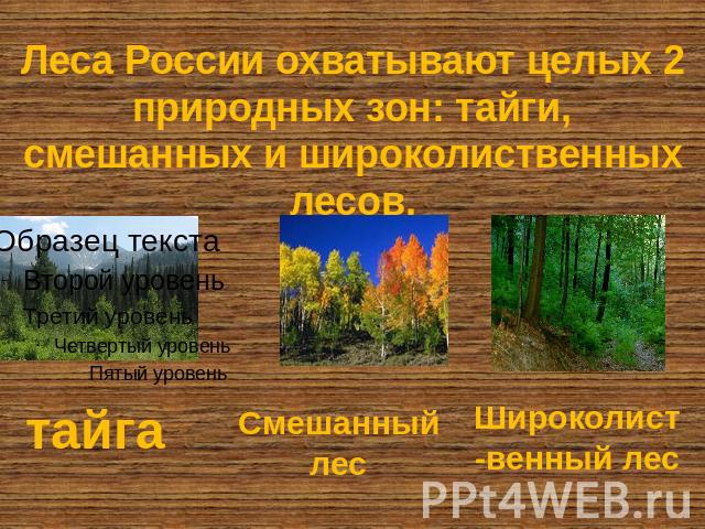 Леса России охватывают целых 2 природных зон: тайги, смешанных и широколиственных лесов. тайга Смешанный лес Широколист-венный лес