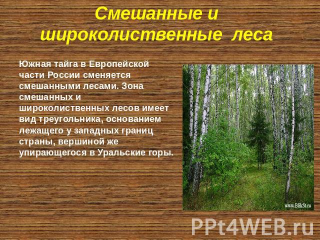 Смешанные и широколиственные леса Южная тайга в Европейской части России сменяется смешанными лесами. Зона смешанных и широколиственных лесов имеет вид треугольника, основанием лежащего у западных границ страны, вершиной же упирающегося в Уральские горы.