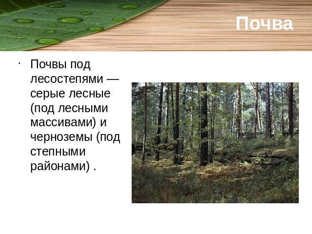 Почва Почвы под лесостепями — серые лесные (под лесными массивами) и черноземы (под степными районами) .