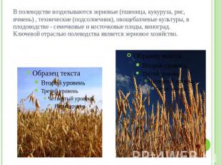 В полеводстве возделываются зерновые (пшеница, кукуруза, рис, ячмень) , техничес