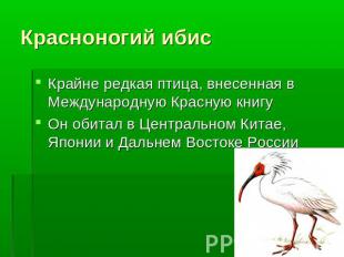 Красноногий ибис Крайне редкая птица, внесенная в Международную Красную книгуОн