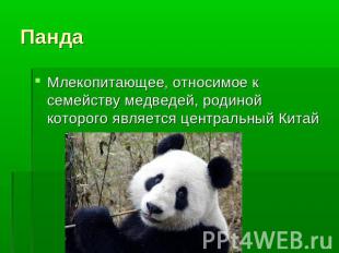 Панда Млекопитающее, относимое к семейству медведей, родиной которого является ц