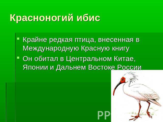Красноногий ибис Крайне редкая птица, внесенная в Международную Красную книгуОн обитал в Центральном Китае, Японии и Дальнем Востоке России