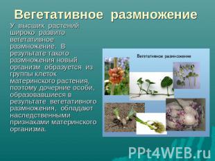 Вегетативное размножение У высших растений широко развито вегетативное размножен