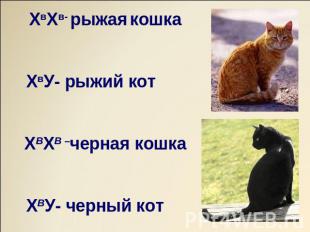 ХвХв- рыжая кошка ХвУ- рыжий котХВХВ –черная кошка ХВУ- черный кот
