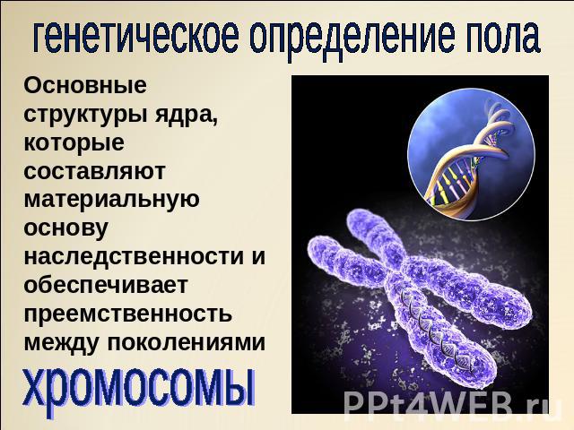 генетическое определение пола Основные структуры ядра, которые составляют материальную основу наследственности иобеспечивает преемственностьмежду поколениями хромосомы