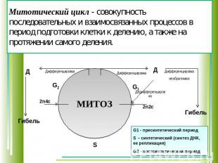 Митотический цикл - совокупность последовательных и взаимосвязанных процессов в