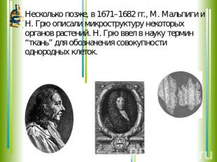 Несколько позже, в 1671–1682 гг., М. Мальпиги и Н. Грю описали микроструктуру не
