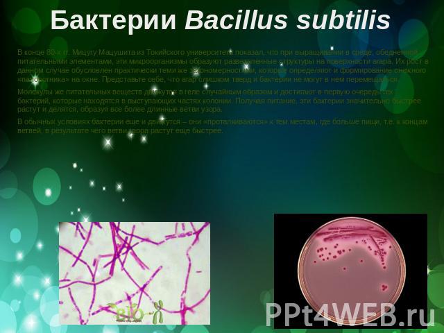Бактерии Bacillus subtilis В конце 80-х гг. Мицугу Мацушита из Токийского университета показал, что при выращивании в среде, обедненной питательными элементами, эти микроорганизмы образуют разветвленные структуры на поверхности агара. Их рост в данн…