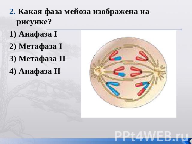 2. Какая фаза мейоза изображена на рисунке?1) Анафаза I 2) Метафаза I 3) Метафаза II 4) Анафаза II