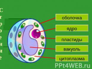 Строение клетки оболочка ядро пластиды вакуоль цитоплазма
