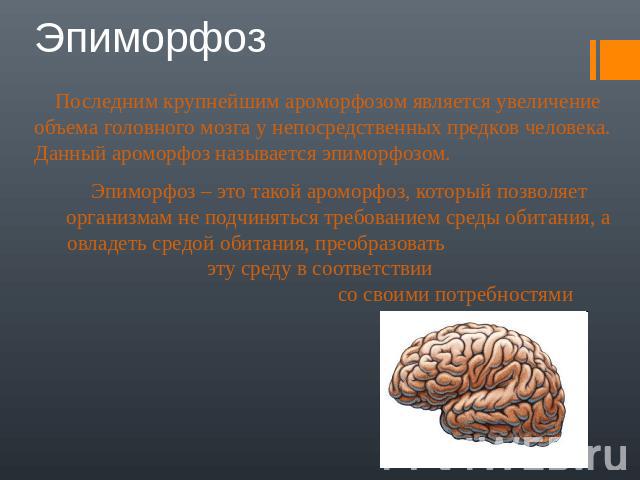 Эпиморфоз Последним крупнейшим ароморфозом является увеличение объема головного мозга у непосредственных предков человека. Данный ароморфоз называется эпиморфозом. Эпиморфоз – это такой ароморфоз, который позволяет организмам не подчиняться требован…