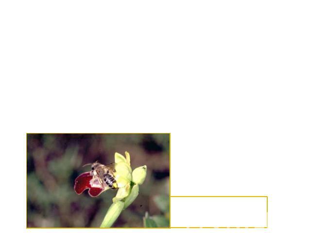 Среди орхидей, прибегающих к столь «изощренному» способу привлечения опылителей, ряд видов рода офрис (Ophrys), распространенных главным образом в Средиземноморском регионе. Некоторые офрисы – пчелоносный (O.apifera) и оводоносный (O.oestrifera) – м…