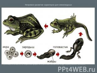 Непрямое развитие характерно для земноводныхЛичинка лягушки – головастик - напом