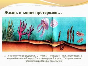 Жизнь в конце протерозоя… 1 – многоклеточная водоросль; 2- губка; 3 – медуза; 4