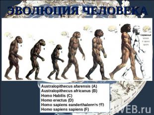 ЭВОЛЮЦИЯ ЧЕЛОВЕКА Australopithecus afarensis (A)Australopithecus africanus (В)Ho