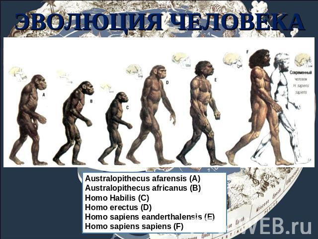 ЭВОЛЮЦИЯ ЧЕЛОВЕКА Australopithecus afarensis (A)Australopithecus africanus (В)Homo Habilis (С)Нomo erectus (D) Homo sapiens eanderthalensis (Е)Нomo sapiens sapiens (F)