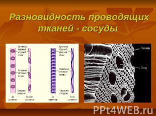 Разновидность проводящих тканей - сосуды