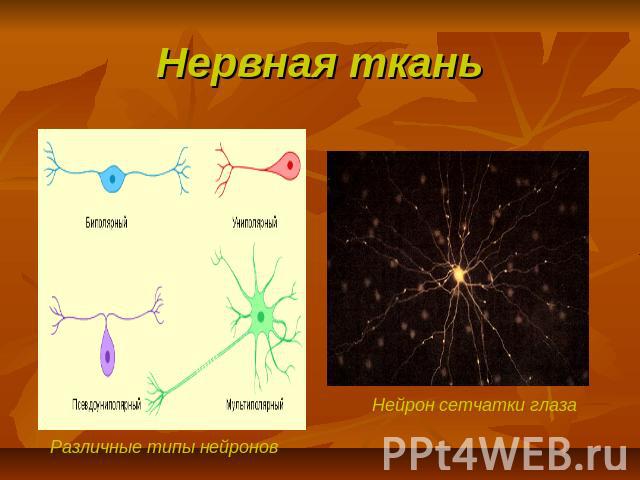 Нервная ткань Различные типы нейронов Нейрон сетчатки глаза