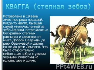 КВАГГА (степная зебра) Истреблена в 19 веке животное рода лошадей. Когда-то кваг