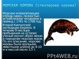 МОРСКАЯ КОРОВА (стеллерова корова) Морское млекопитающее отряда сирен, полностью
