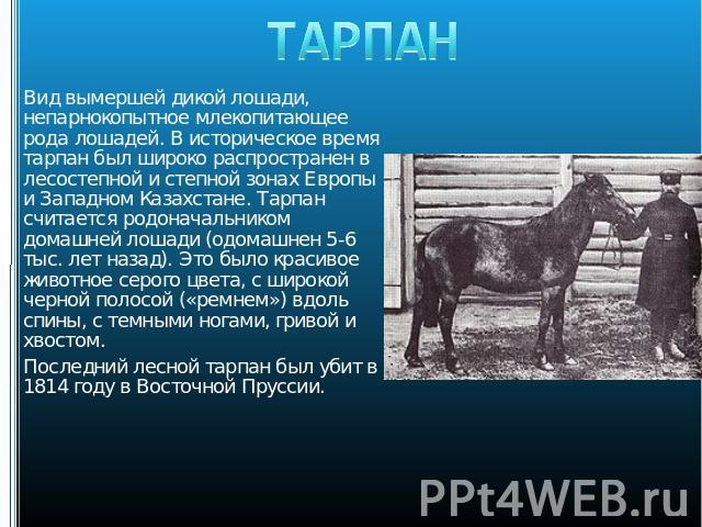 ТАРПАН Вид вымершей дикой лошади, непарнокопытное млекопитающее рода лошадей. В историческое время тарпан был широко распространен в лесостепной и степной зонах Европы и Западном Казахстане. Тарпан считается родоначальником домашней лошади (одомашне…