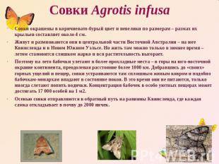 Совки Agrotis infusa Совки окрашены в коричневато-бурый цвет и невелики по разме
