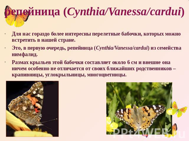 репейница (Cynthia/Vanessa/cardui) Для нас гораздо более интересны перелетные бабочки, которых можно встретить в нашей стране. Это, в первую очередь, репейница (Cynthia/Vanessa/cardui) из семейства нимфалид. Размах крыльев этой бабочки составляет ок…