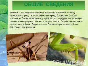 ОБЩИЕ СВЕДЕНИЯ Богомол – это хищное насекомое. Богомолы относятся к классу насек
