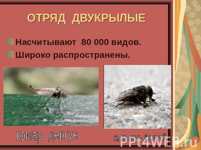 ОТРЯД ДВУКРЫЛЫЕ Насчитывают 80 000 видов.Широко распространены. комар - дергун слепень бычий