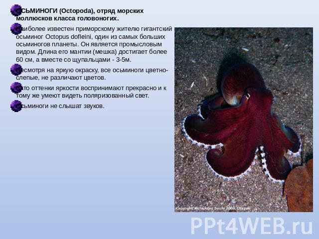 ОСЬМИНОГИ (Octopoda), отряд морских моллюсков класса головоногих.Наиболее известен приморскому жителю гигантский осьминог Octopus dofleini, один из самых больших осьминогов планеты. Он является промысловым видом. Длина его мантии (мешка) достигает б…