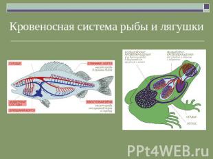 Кровеносная система рыбы и лягушки