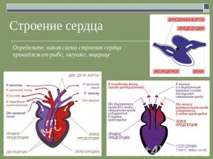 Строение сердца Определите, какая схема строения сердца принадлежит рыбе, лягушк
