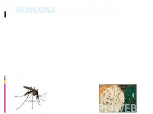 КОМАРЫ подотряд насекомых отряда двукрылых. Длина от 0,5 мм (мокрецы) до 30 мм (