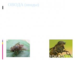 ОВОДА (оводы) семейство насекомых отряда двукрылых, личинки которых — паразиты м