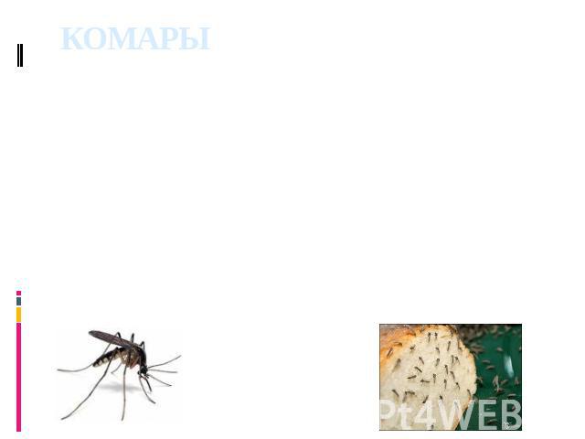 КОМАРЫ подотряд насекомых отряда двукрылых. Длина от 0,5 мм (мокрецы) до 30 мм (долгоножки). Свыше 25 тыс. видов. Распространены широко. К комарам принадлежат комары-звонцы, галлицы; есть хищные и др. формы. Кровососущие комары — переносчики возбуди…