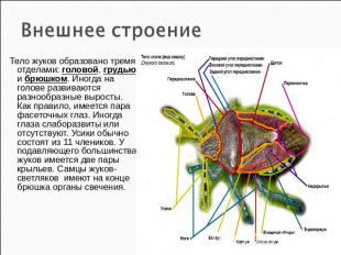 Внешнее строение Тело жуков образовано тремя отделами: головой, грудью и брюшком