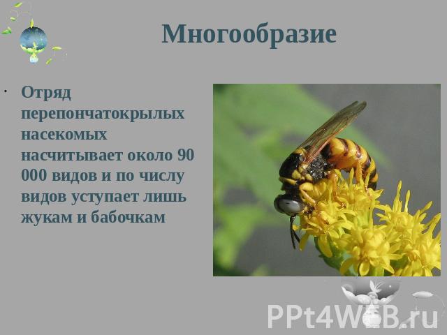Многообразие Отряд перепончатокрылых насекомых насчитывает около 90 000 видов и по числу видов уступает лишь жукам и бабочкам