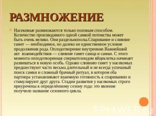 Размножение Насекомые размножаются только половым способом. Количество производи