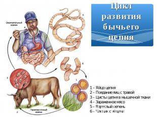 Цикл развития бычьего цепня 1 – Яйцо цепня 2 – Поедание яиц с травой 3 – Цисты ц