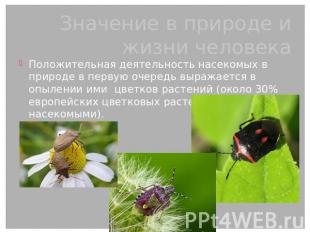 Значение в природе и жизни человека Положительная деятельность насекомых в приро
