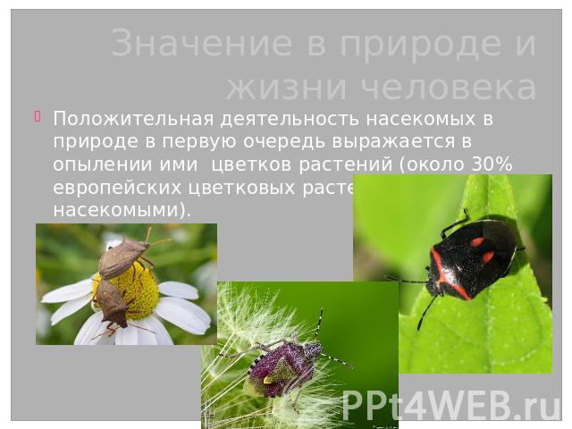Значение в природе и жизни человека Положительная деятельность насекомых в природе в первую очередь выражается в опылении ими цветков растений (около 30% европейских цветковых растений опыляется насекомыми).