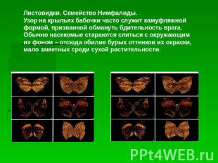 Листовидки. Семейство Нимфалиды.Узор на крыльях бабочки часто служит камуфляжной
